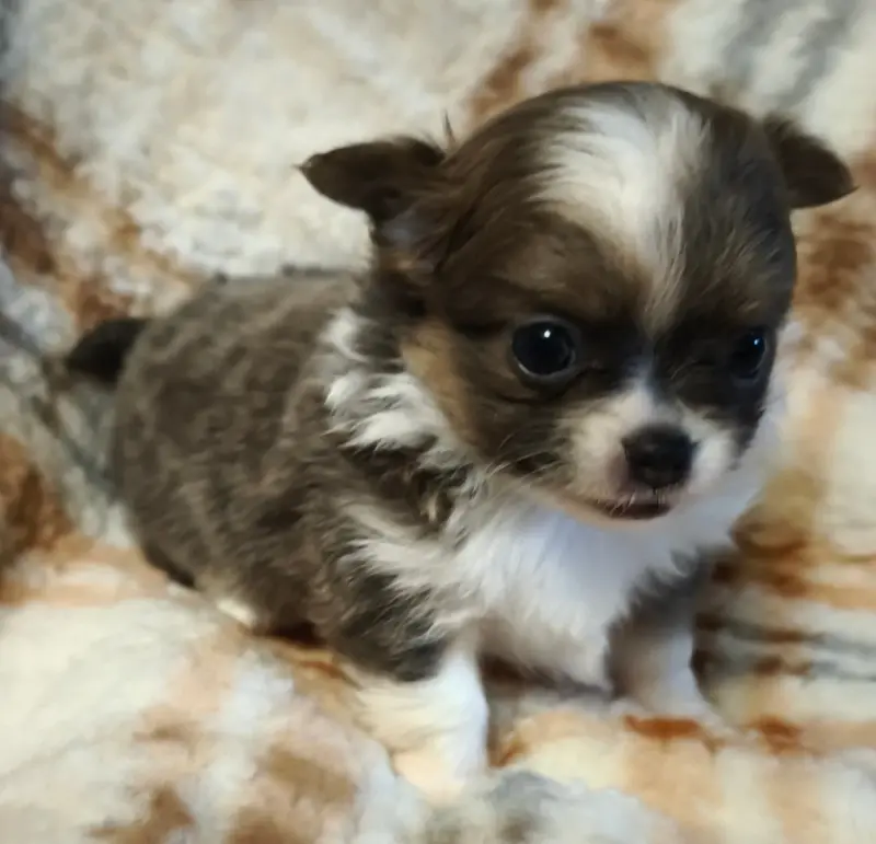 Portée de Chihuahua, élevage Du Croc Mignon de la Grotte