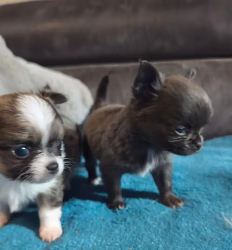 Portée de Chihuahua, élevage Du Croc Mignon de la Grotte
