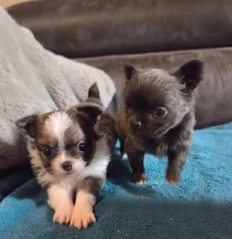 Britany, Chihuahua, élevage Du Croc Mignon de la Grotte