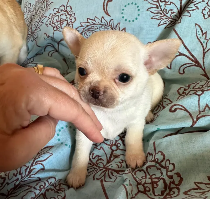 Chiot, Chihuahua, élevage Des Dunes de Keremma