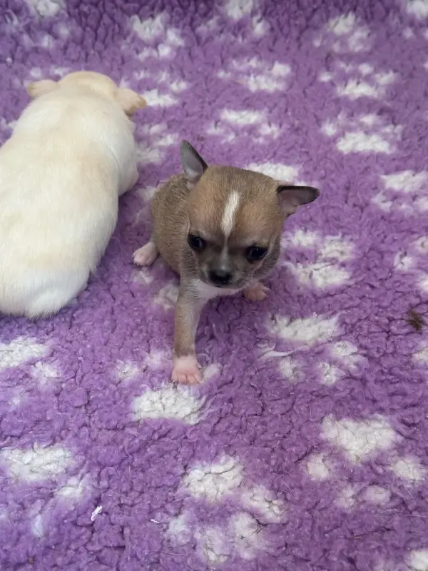 Chiot, Chihuahua, élevage Des Dunes de Keremma