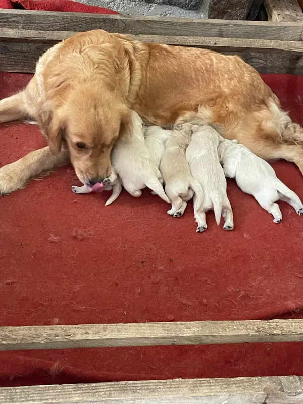 Portée de Golden retriever, élevage Diam's Black