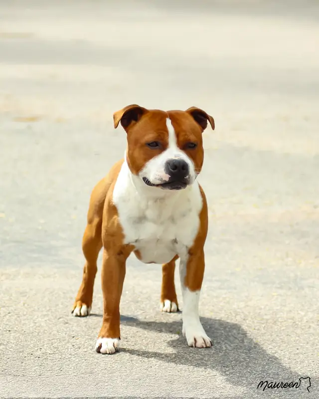 Père de la portée de Staffordshire bull terrier, élevage The Dark Staffords