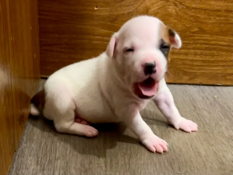 Chiot, Staffordshire bull terrier, élevage Guardian Angel of Siddick