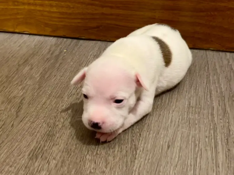Chiot, Staffordshire bull terrier, élevage Guardian Angel of Siddick