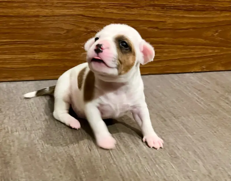 Chiot, Staffordshire bull terrier, élevage Guardian Angel of Siddick