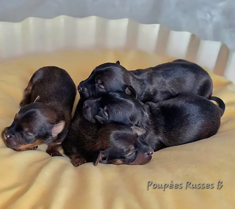 Chiot, Petit chien russe, élevage Poupee Russe