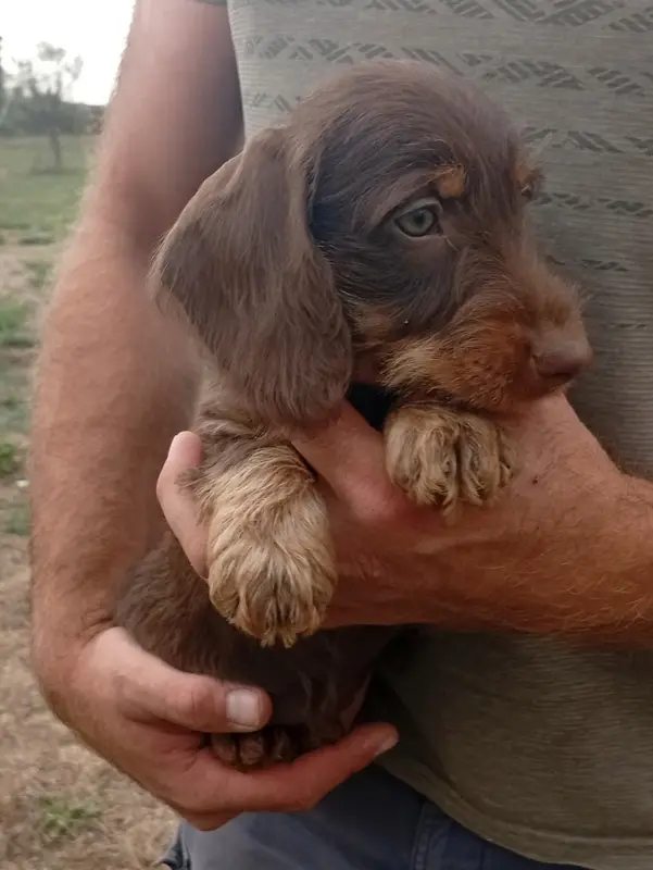 Bailey, Teckel, élevage Du Berry Noir