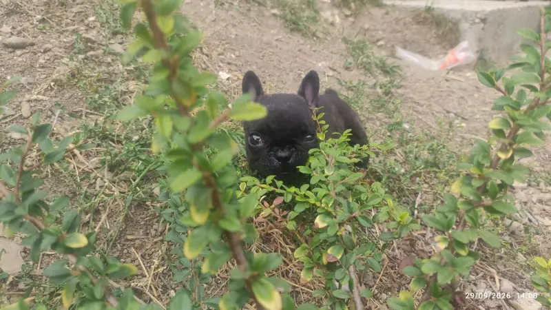 Bidule, Bouledogue français, élevage De la Caverne des Trolls