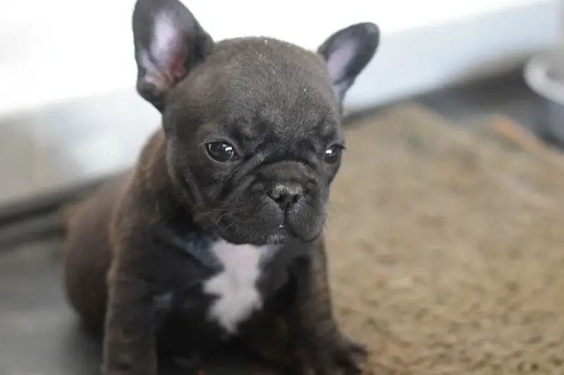 Portée de Bouledogue français, élevage De la Caverne des Trolls