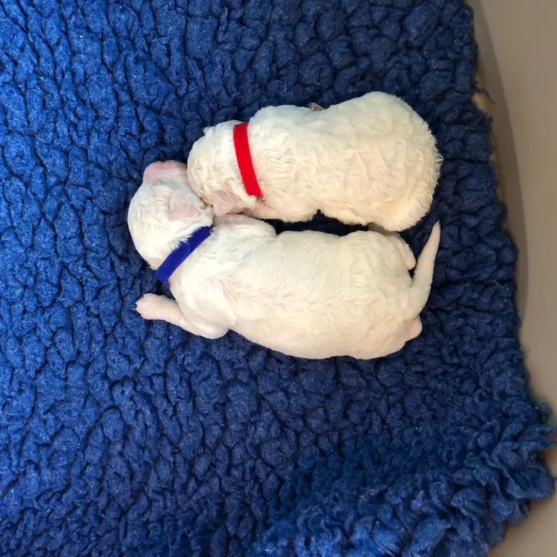 Portée de Lagotto romagnolo, élevage De la Schaafraniere