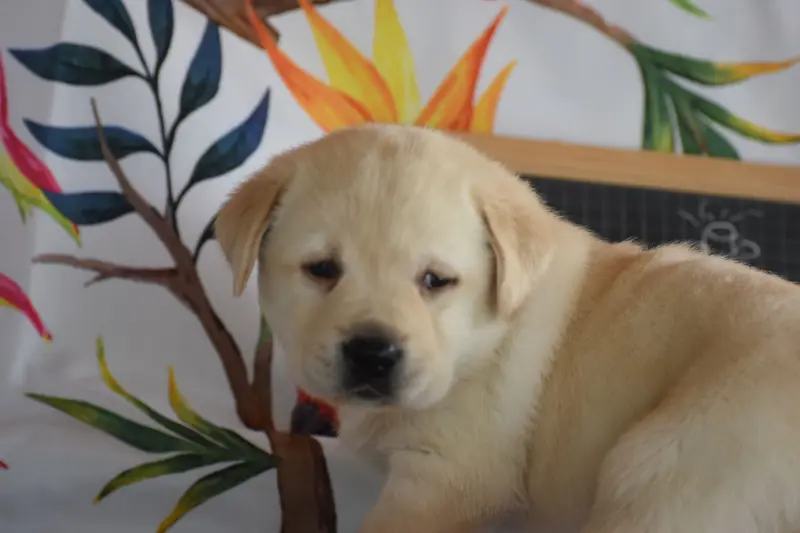 Portée de Labrador retriever, élevage Des Bories de Yakoubia