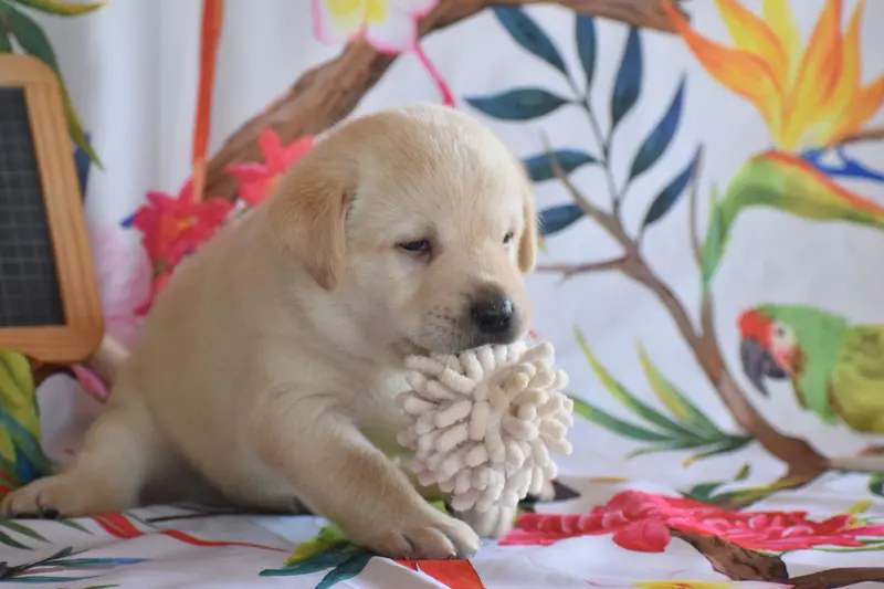 Barista, Labrador retriever, élevage Des Bories de Yakoubia