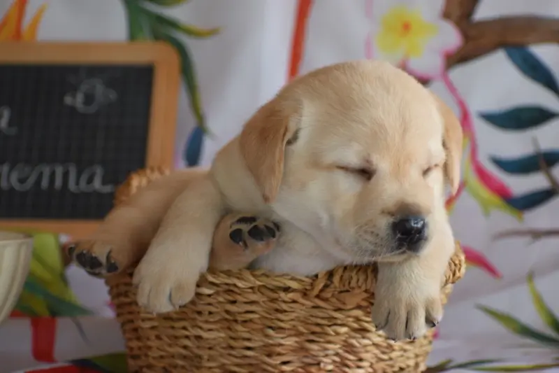 Portée de Labrador retriever, élevage Des Bories de Yakoubia