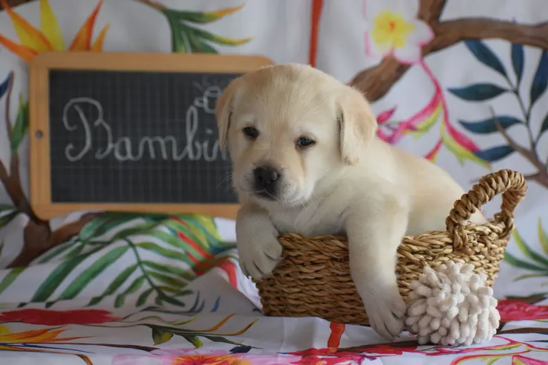 Bambina, Labrador retriever, élevage Des Bories de Yakoubia