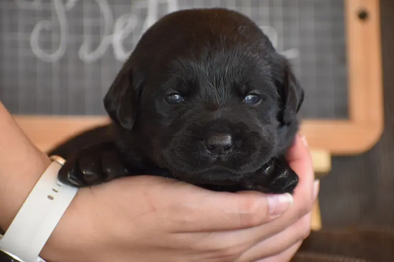 Portée de Labrador retriever, élevage Des Bories de Yakoubia