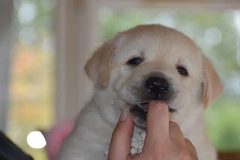 Portée de Labrador retriever, élevage Des Bories de Yakoubia