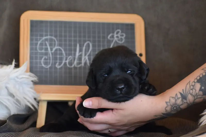 Portée de Labrador retriever, élevage Des Bories de Yakoubia