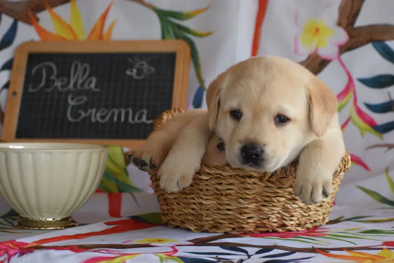 Portée de Labrador retriever, élevage Des Bories de Yakoubia