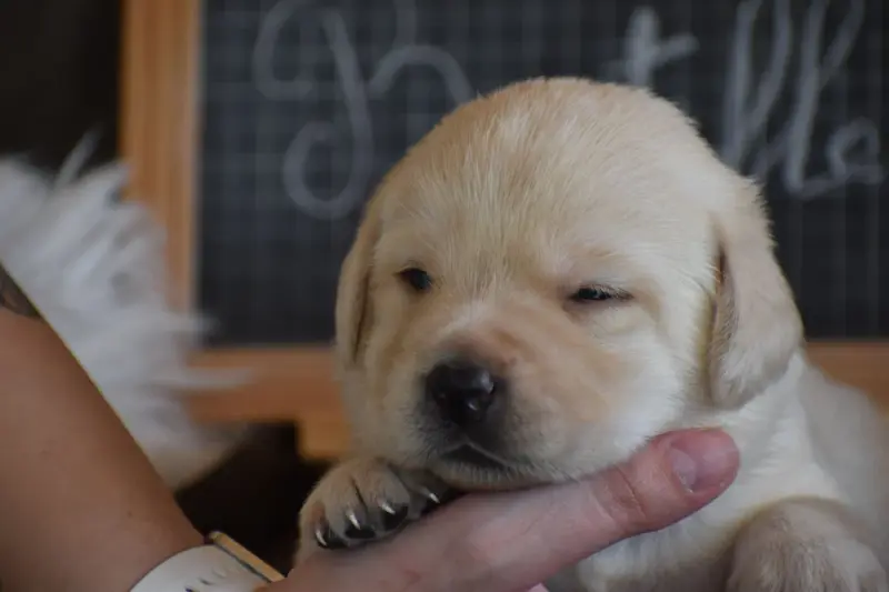 Portée de Labrador retriever, élevage Des Bories de Yakoubia