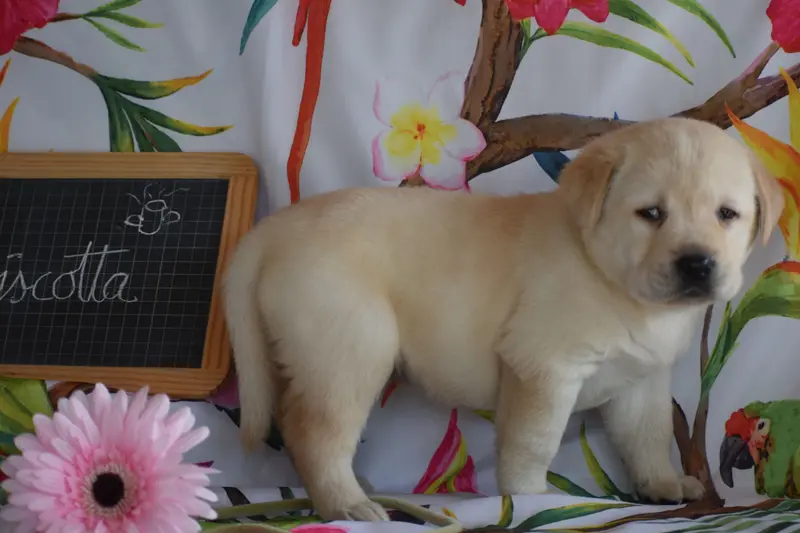 Portée de Labrador retriever, élevage Des Bories de Yakoubia