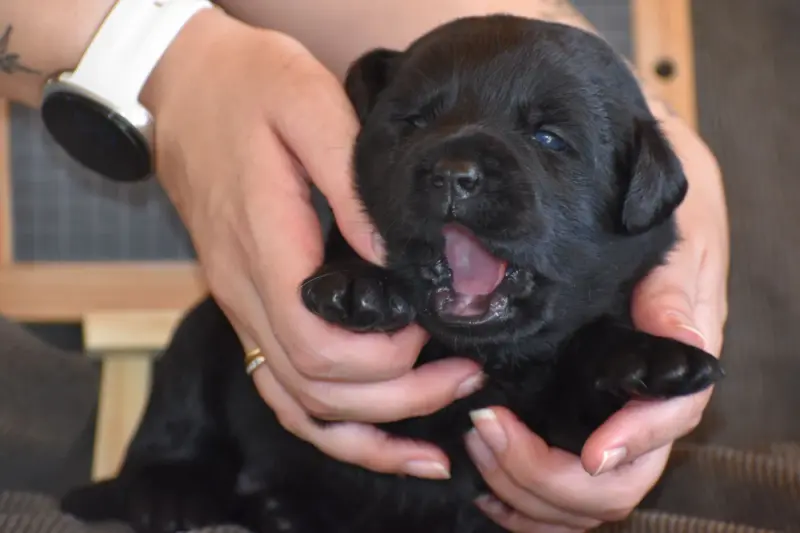 Portée de Labrador retriever, élevage Des Bories de Yakoubia