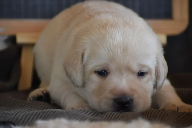 Portée de Labrador retriever, élevage Des Bories de Yakoubia