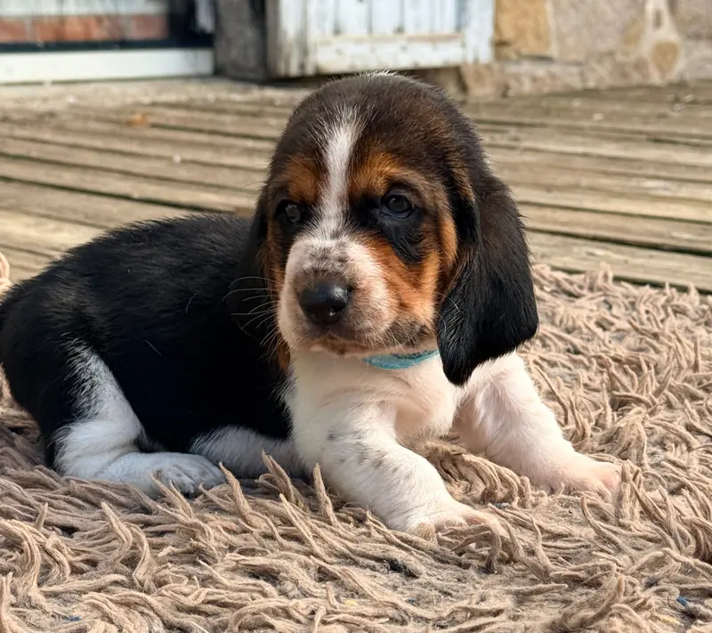 Portée de Basset hound, élevage Au Royaume de Leyla