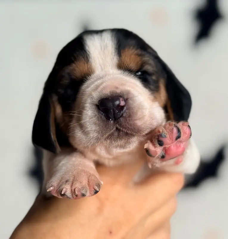 Bounty, Basset hound, élevage Au Royaume de Leyla