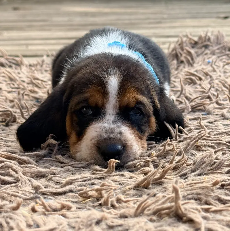 Portée de Basset hound, élevage Au Royaume de Leyla