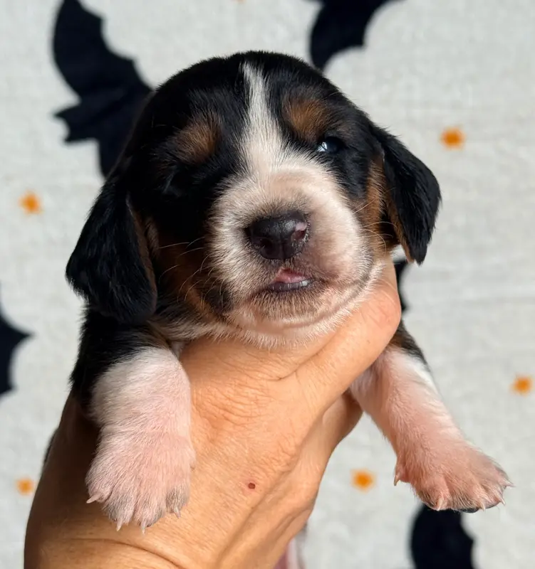 Balisto, Basset hound, élevage Au Royaume de Leyla