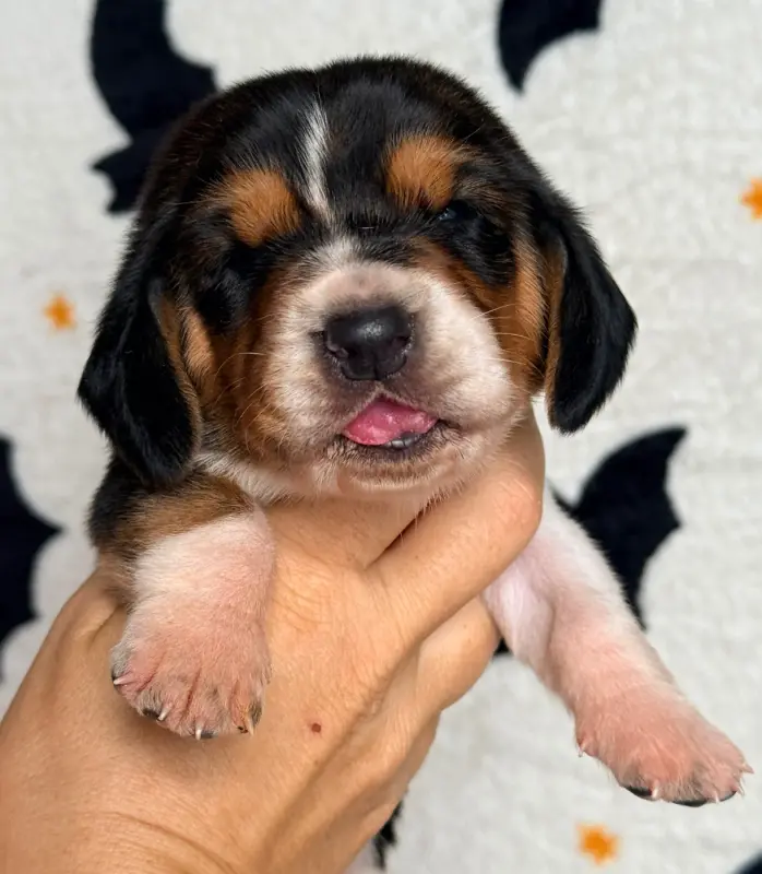 Banana, Basset hound, élevage Au Royaume de Leyla
