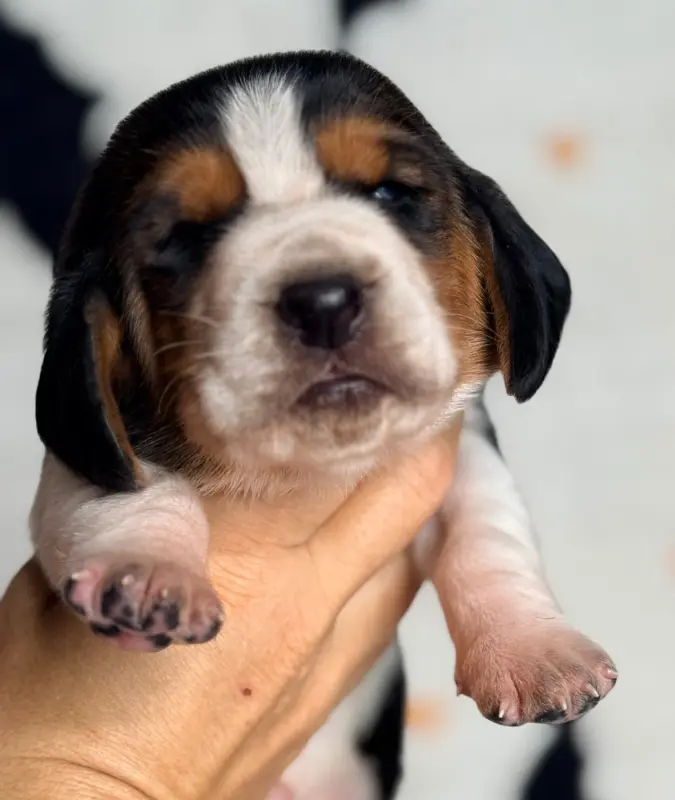 Bueno, Basset hound, élevage Au Royaume de Leyla