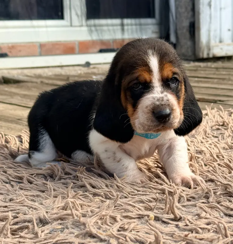 Portée de Basset hound, élevage Au Royaume de Leyla
