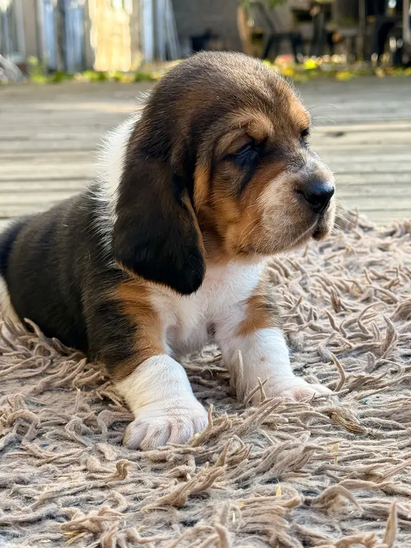 Portée de Basset hound, élevage Au Royaume de Leyla