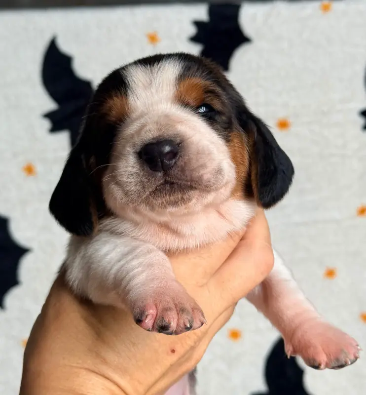 Bubble gum, Basset hound, élevage Au Royaume de Leyla