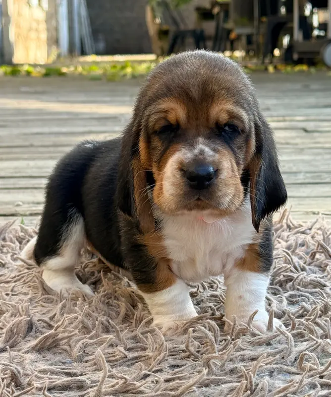 Portée de Basset hound, élevage Au Royaume de Leyla