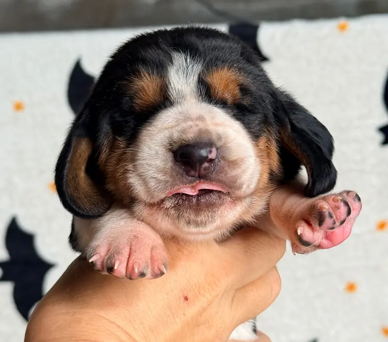 Brownie, Basset hound, élevage Au Royaume de Leyla