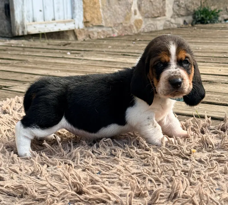 Portée de Basset hound, élevage Au Royaume de Leyla
