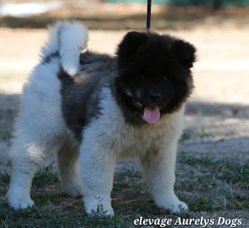 Photo de l'élevage Aurely's Dogs