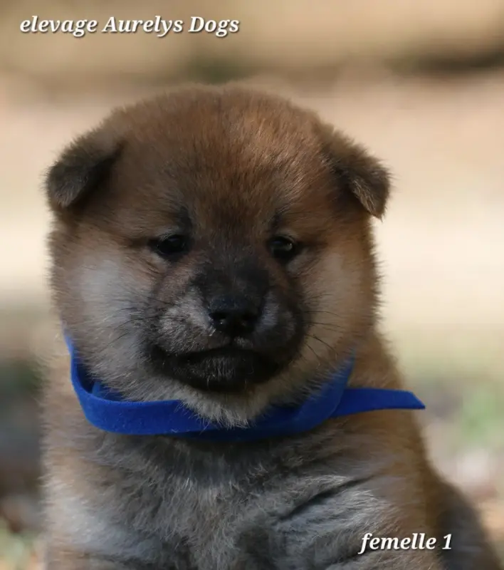 Chiot, Shiba inu, élevage Aurely's Dogs