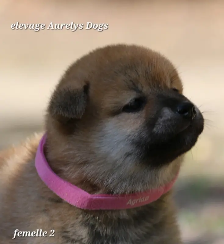 Chiot, Shiba inu, élevage Aurely's Dogs