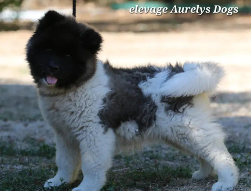 Bloom, Akita américain, élevage Aurely's Dogs