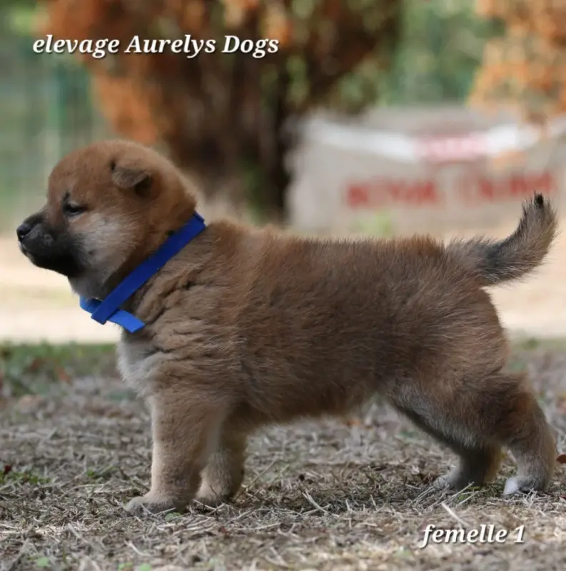 Photo de l'élevage Aurely's Dogs