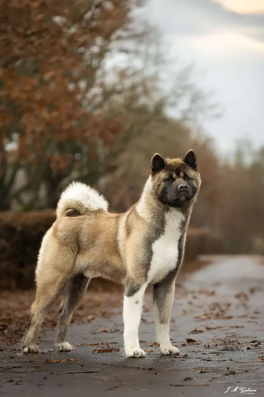 Père de la portée de Akita américain, élevage Aurely's Dogs