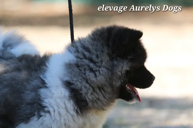 Portée de Akita américain, élevage Aurely's Dogs