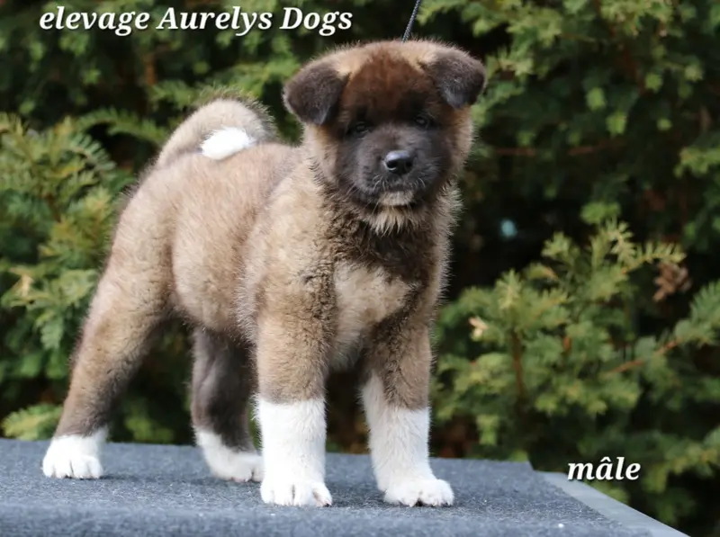 Portée de Akita américain, élevage Aurely's Dogs