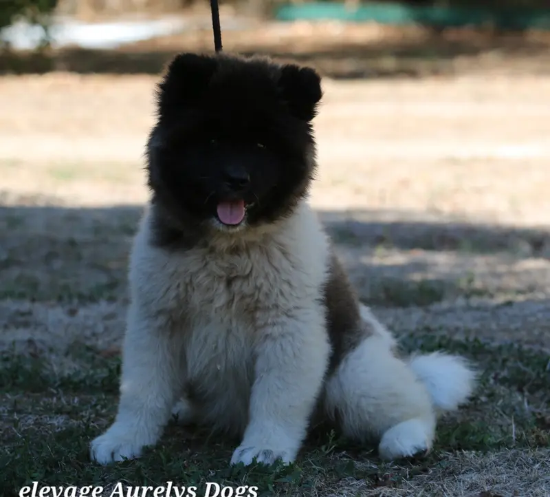 Photo de l'élevage Aurely's Dogs