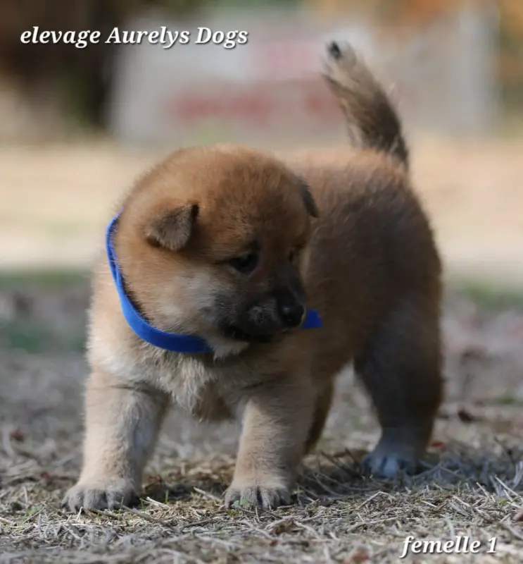 Photo de l'élevage Aurely's Dogs