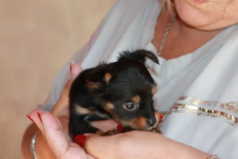 Portée de Petit chien russe, élevage Divine Manoune